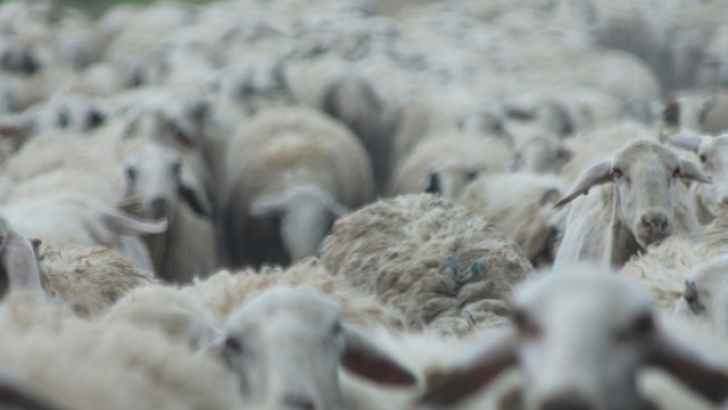 rebaño ovejas
