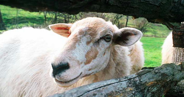 evolución producción leche de oveja