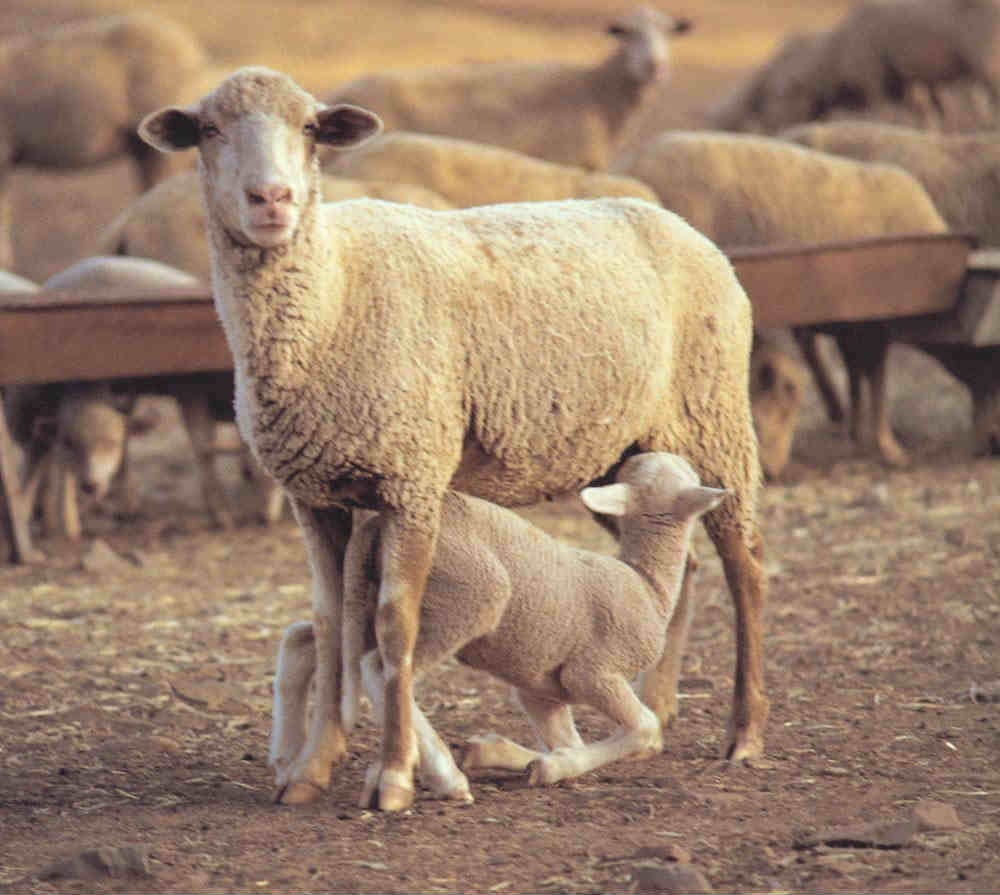 Ganadería ovina en Castilla y León 