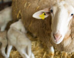 La Oveja Castellana, ¿cuánto conoces de ella?