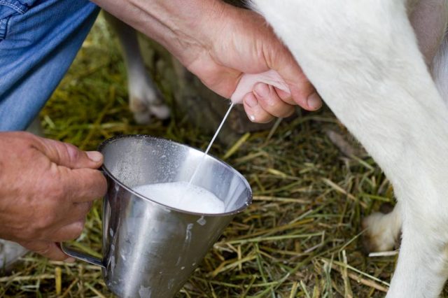 Venta leche cruda, desde las ganaderías