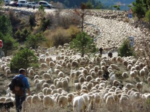Trashumancia, en la actualidad