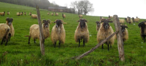 ¿Qué sabemos de la Raza Latxa?2