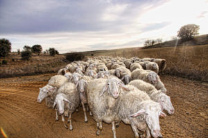 Pastoreo extensivo, ¿qué es?1