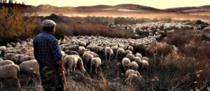 La Trashumancia, una actividad que estamos perdiendo