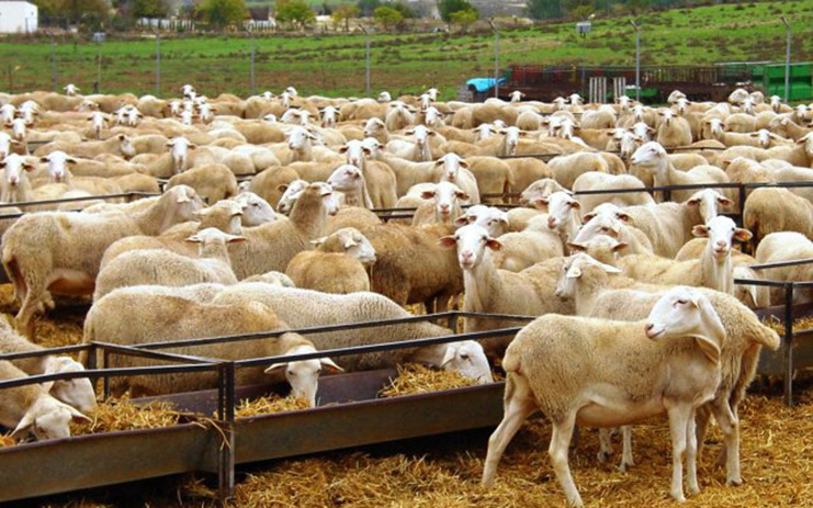 Explotación agraria de ovino