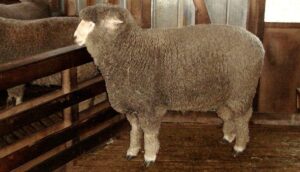 ¿Conoces esta raza ovina?
