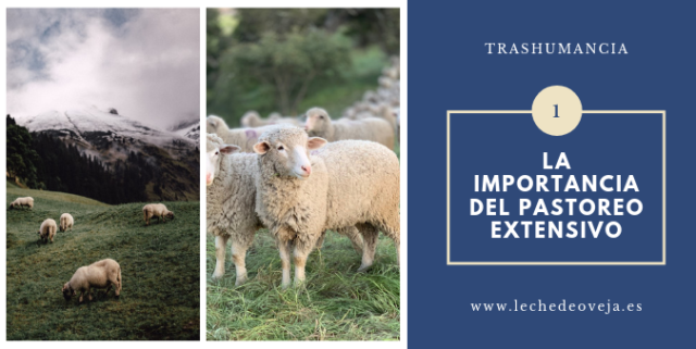 La importancia del pastoreo extensivo