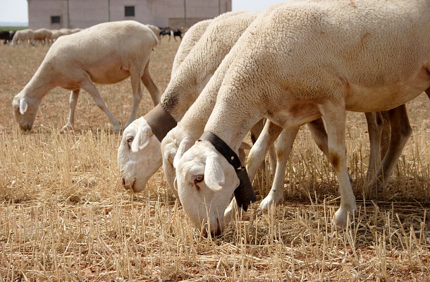 Imagen Razas de oveja de aptitud láctea