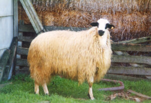 Oveja de raza churra.