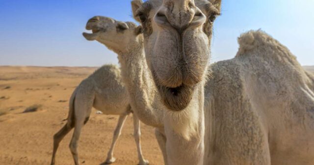 ¿Leche de camella en tu nevera? 3