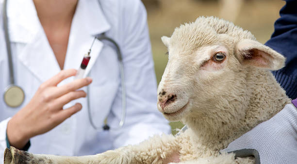 vacuna oveja