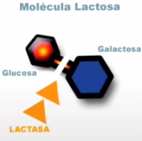 molecula-lactosa