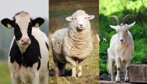 alt_porqué_la_leche_oveja_es_más_sana