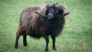 alt_ouessant_raza_oveja_mas_pequeña_del_mundo